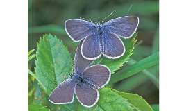 small blue butterfly-resized