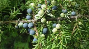 Juniper tree berries resized 2