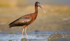 glossy ibis resized