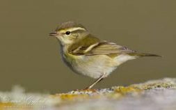 yellow browed warbler resized 2